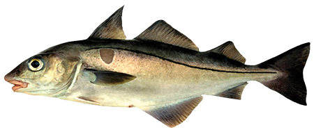 Illustration of haddock