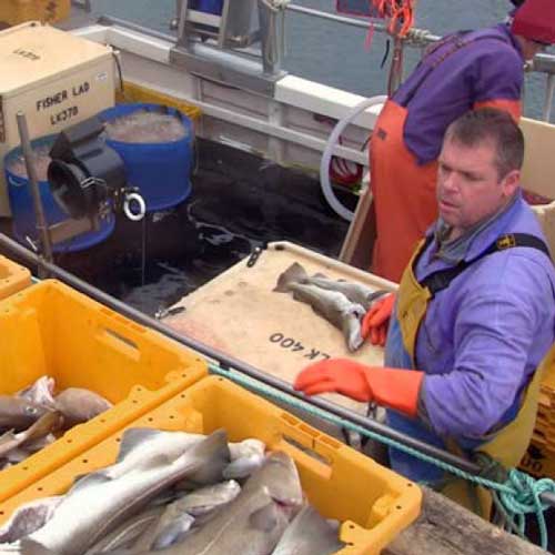 Simpson-Fish-Innov-2 Photo of man dealing with fish on boat