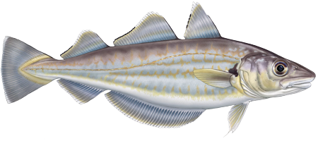 Illustration of whiting