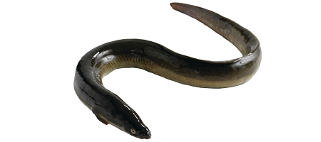 Picture of European eel