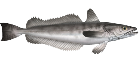 Illustration of hake