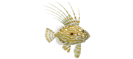 John Dory fish picture