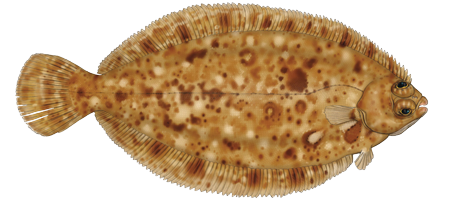 Illustration of lemon sole