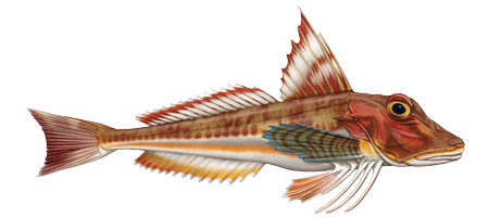 Illustration of Red gurnard