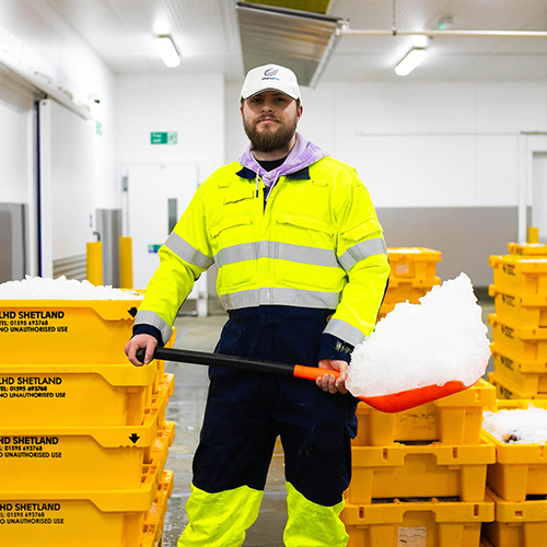 Simpson-Fish-Ice-Market Man shovelling ice