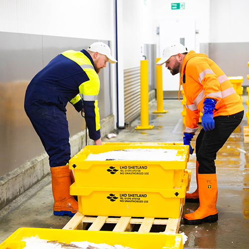 Men distributing fish