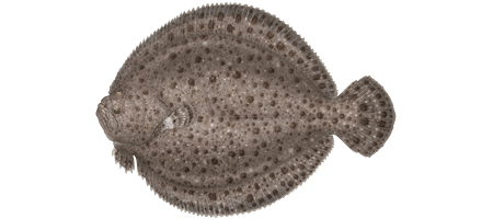 Illustration of turbot