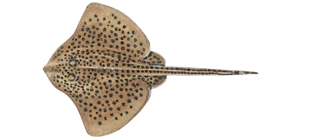 Illustration of Spotty Skate